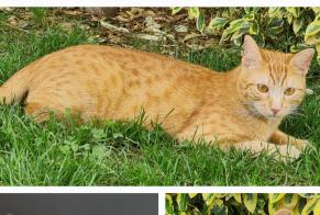 Disappearance alert Cat Male , 1 years Malling France