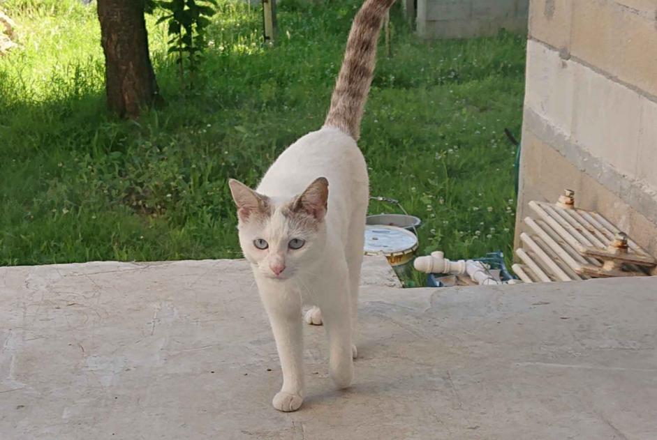 Discovery alert Cat Female Savigny-sur-Orge France