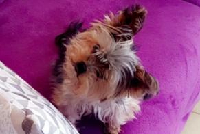 Disappearance alert Dog  Female , 13 years Argenteuil France