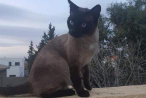 Disappearance alert Cat  Male , 5 years Perpignan France