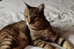 Disappearance alert Cat Male , 1 years Ouroux-sur-Saône France