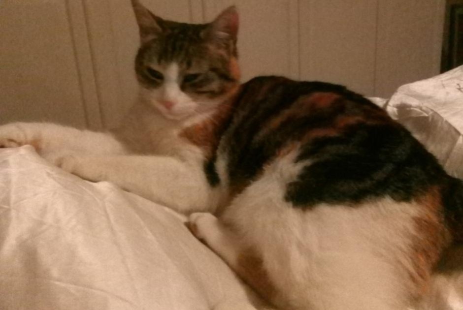 Disappearance alert Cat Female , 8 years Milvignes Switzerland