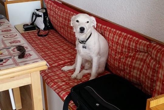 Disappearance alert Dog  Male , 14 years Valls Spain