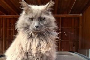 Disappearance alert Cat  Male , 13 years Sésamo Spain