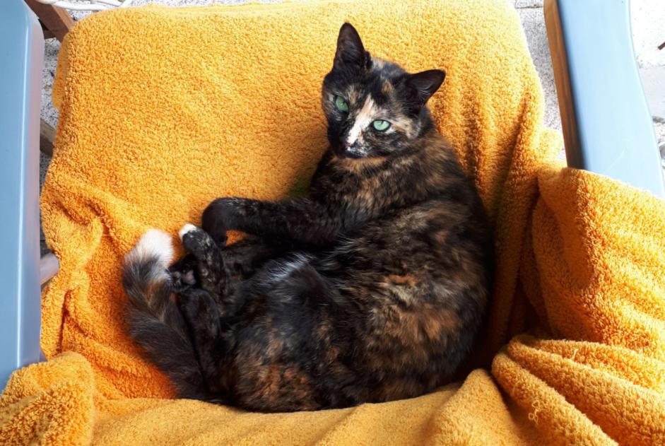 Disappearance alert Cat miscegenation Female , 7 years Sucy-en-Brie France