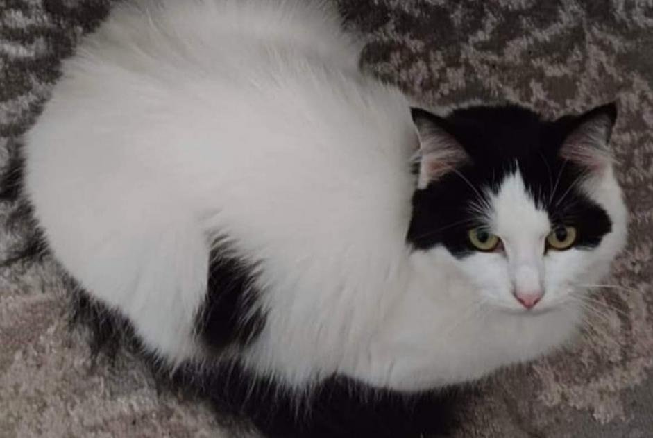 Disappearance alert Cat miscegenation Female , 4 years Maisoncelles-en-Brie France