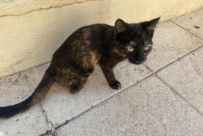 Discovery alert Cat miscegenation Female Montpon-Ménestérol France