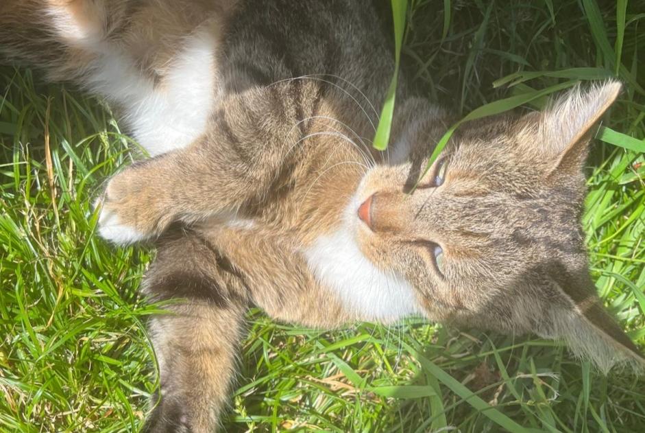 Disappearance alert Cat Male , 5 years Pont-Saint-Martin France