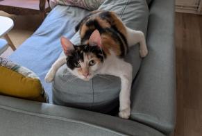 Disappearance alert Cat Female , 1 years Colmar France