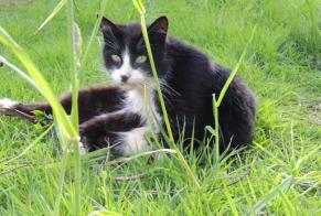 Disappearance alert Cat Male , 12 years La Lande-Patry France