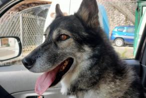 Discovery alert Dog  Female Lavans-lès-Saint-Claude France