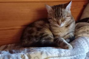 Discovery alert Cat Female Ceyssat France