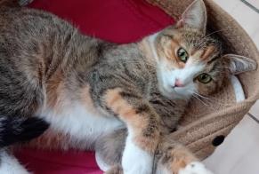 Disappearance alert Cat miscegenation Female , 1 years Verviers Belgium