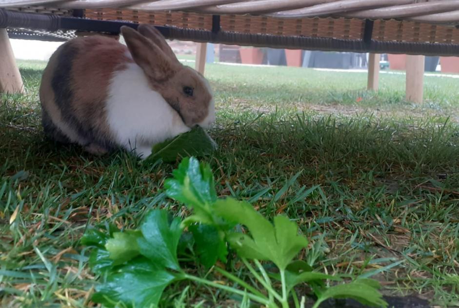 Discovery alert Rabbit Unknown Cascais Portugal