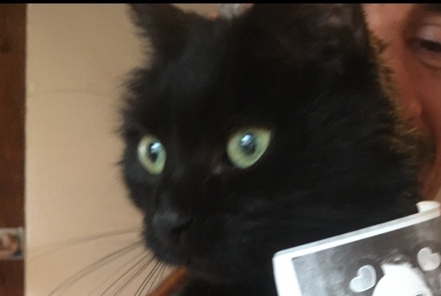 Disappearance alert Cat Female , 16 years Territet Switzerland