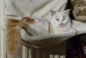 Disappearance alert Cat miscegenation Male , 8 years Prissac France