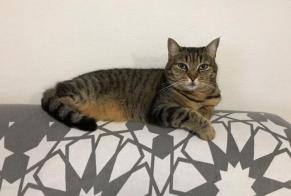 Disappearance alert Cat Female , 13 years Agde France