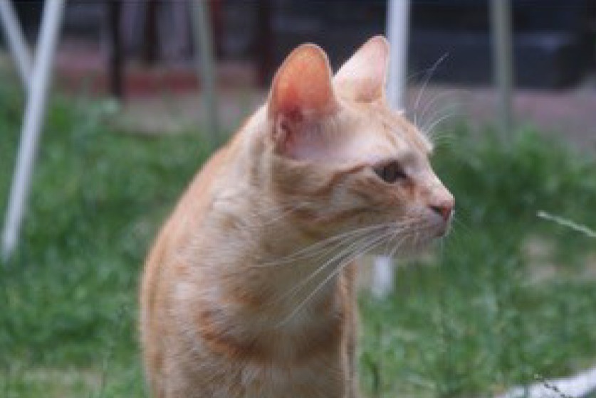 Disappearance alert Cat Male , 3 years Lille France