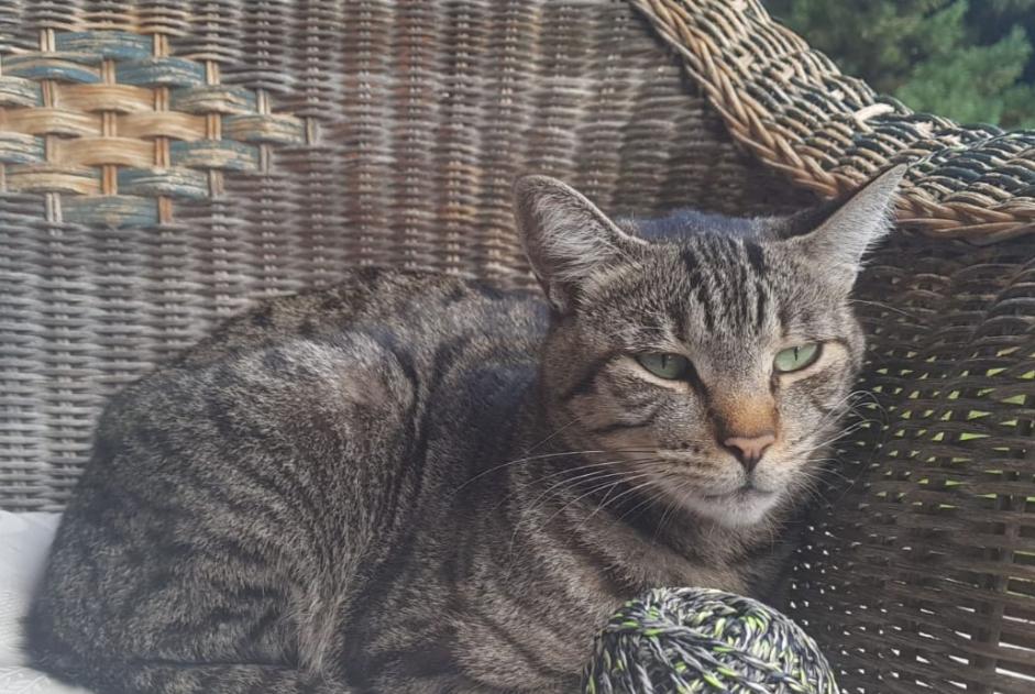 Disappearance alert Cat Male , 7 years Crans-Montana Switzerland