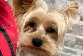 Discovery alert Dog  Male Castelnau-le-Lez France