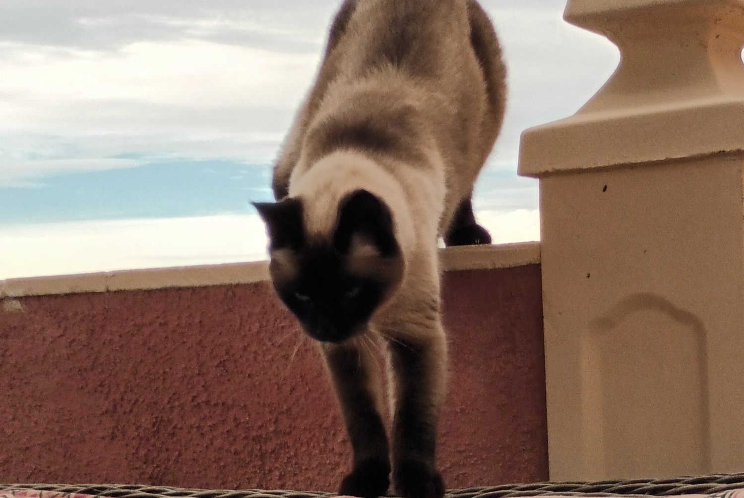 Disappearance alert Cat  Male , 10 years El Cortijo Grande Spain