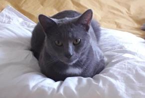 Disappearance alert Cat  Male , 2 years Bourges France