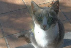 Disappearance alert Cat miscegenation Female , 0 years Floreffe Belgium