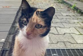 Discovery alert Cat Female , 4 years Conthey Switzerland