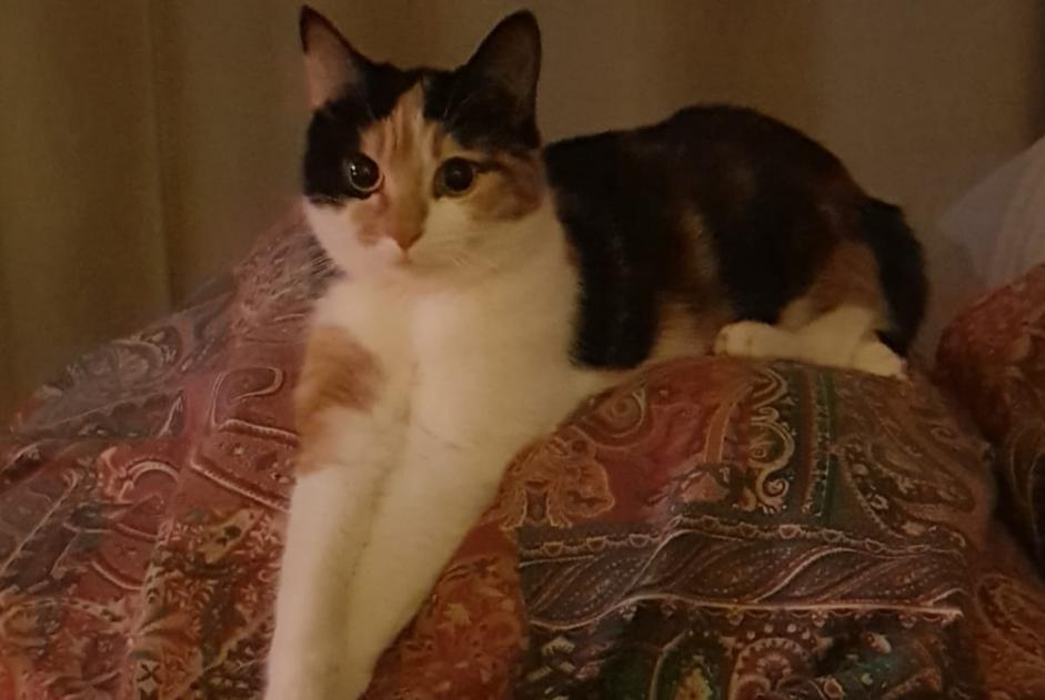 Disappearance alert Cat  Female , 1 years Lille France