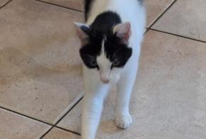 Disappearance alert Cat Male , 1 years Roquevaire France