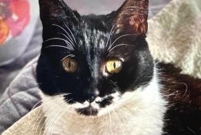 Disappearance alert Cat Female , 13 years Thônex Switzerland