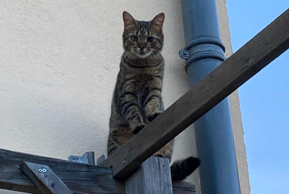 Disappearance alert Cat  Male , 1 years Montgiscard France