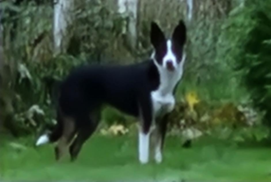 Discovery alert Dog  Unknown Estinnes Belgium