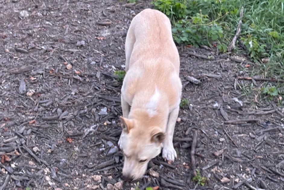 Disappearance alert Dog  Male , 1 years Polaincourt-et-Clairefontaine France