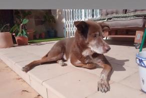 Disappearance alert Dog miscegenation Male , 9 years Collbató Spain