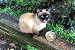 Disappearance alert Cat  Female , 11 years Choisy-le-Roi France