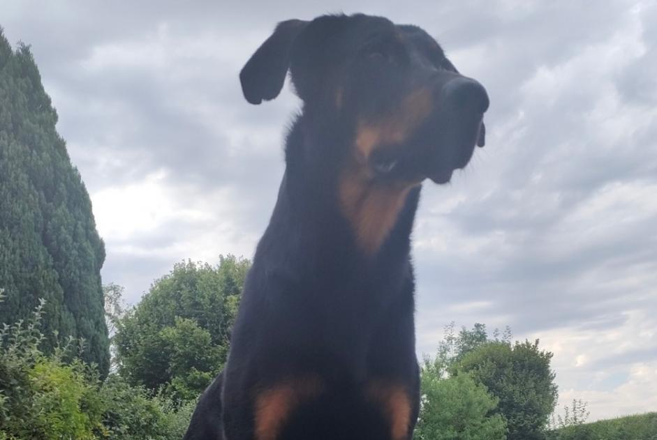 Disappearance alert Dog  Male , 4 years Melun France