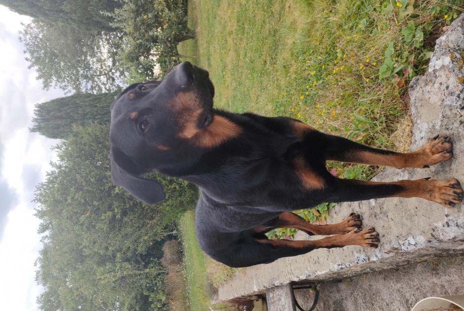 Disappearance alert Dog  Male , 4 years Melun France