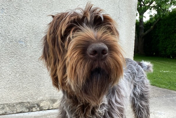 Disappearance alert Dog  Male , 2 years Saint-Paul-du-Vernay France