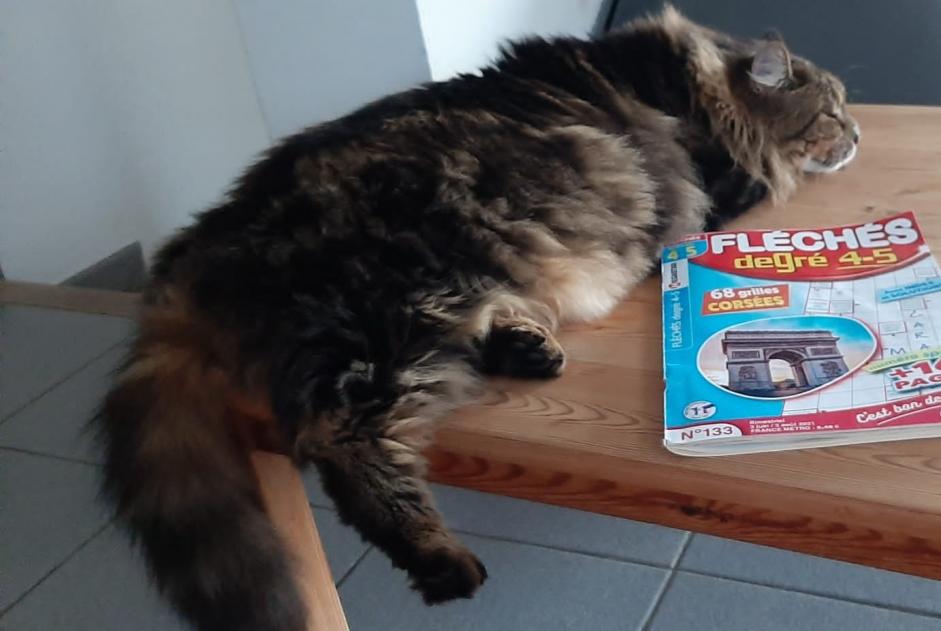 Disappearance alert Cat  Female , 5 years Bourg-Saint-Andéol France