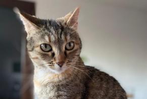 Disappearance alert Cat miscegenation Female , 6 years La Ciotat France