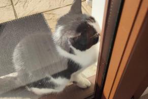 Discovery alert Cat Unknown Menthonnex-en-Bornes France