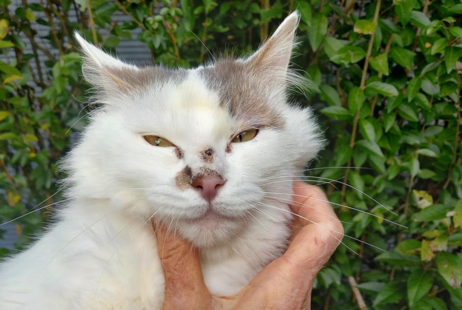 Discovery alert Cat Unknown Saint-Julien-de-Lampon France