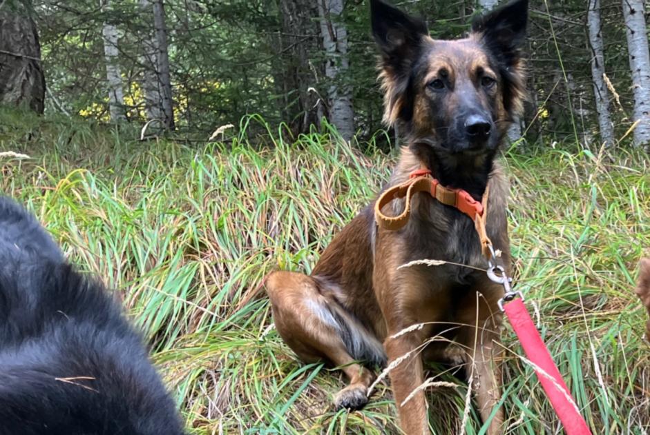 Disappearance alert Dog miscegenation Female , 2 years Châteauroux-les-Alpes France