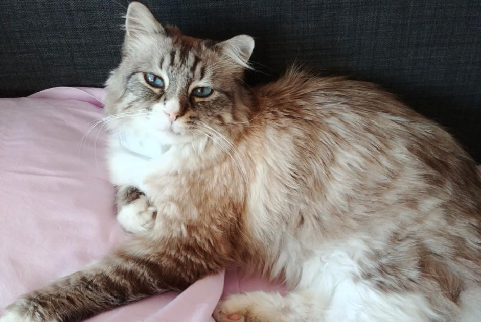 Disappearance alert Cat miscegenation Male , 10 years Noisy-le-Grand France