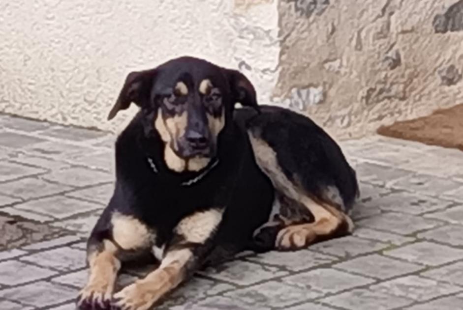 Disappearance alert Dog miscegenation Male , 4 years La Bazouge-de-Chéméré France