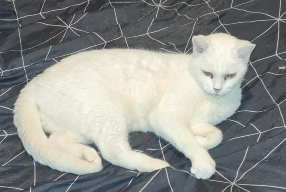 Disappearance alert Cat  Female , 18 years Codognan France