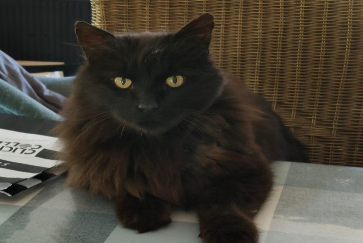 Disappearance alert Cat Male , 13 years La Chapelle-Chaussée France