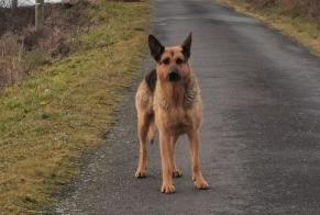 Discovery alert Dog  Female Blesle France