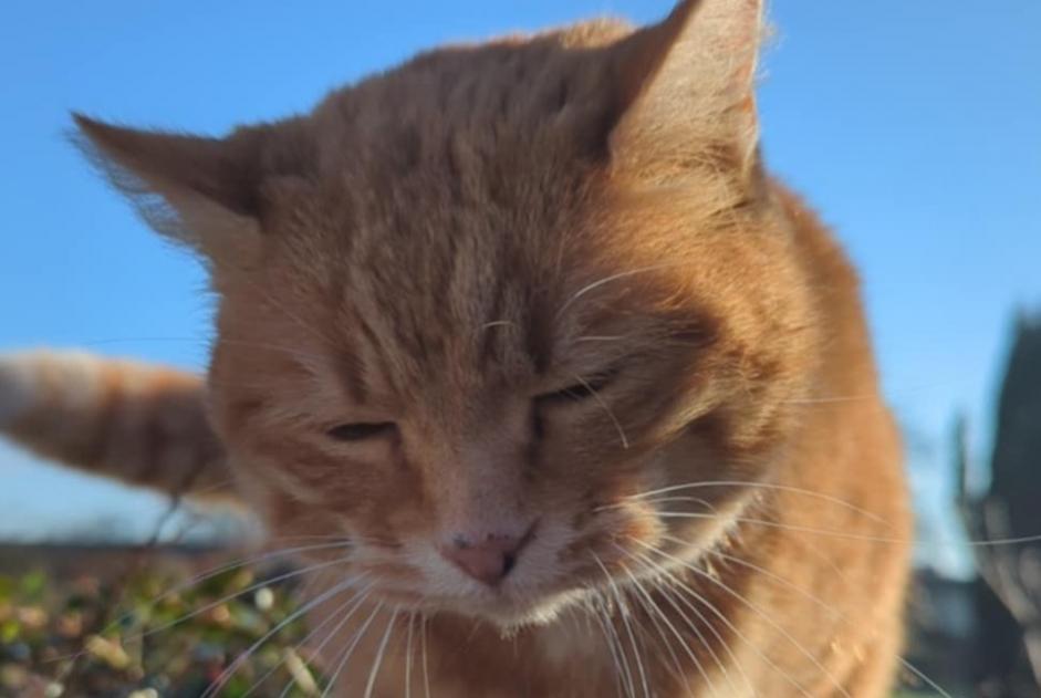 Discovery alert Cat Unknown Saint-Léonard France